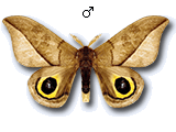 MU
