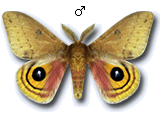 MU