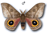 MU