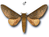 MU