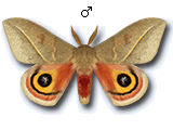 MU