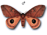 MU
