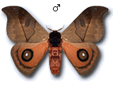 MU