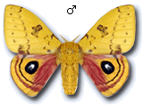 MU