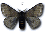 MU