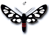 MU