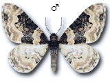 MU