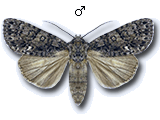 Acronicta (Viminia) rumicis