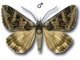 Cerocala scapulosa