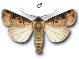 Agrotis (Agrotis) clavis
