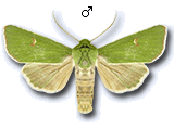 Calamia tridens