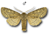 Dasypolia (Dasypolia) templi